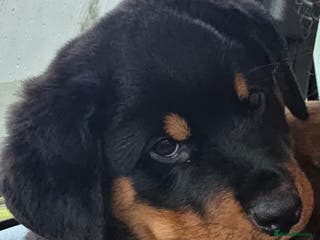 Rottweiler dogs Rottweiler puppies - Advert 1