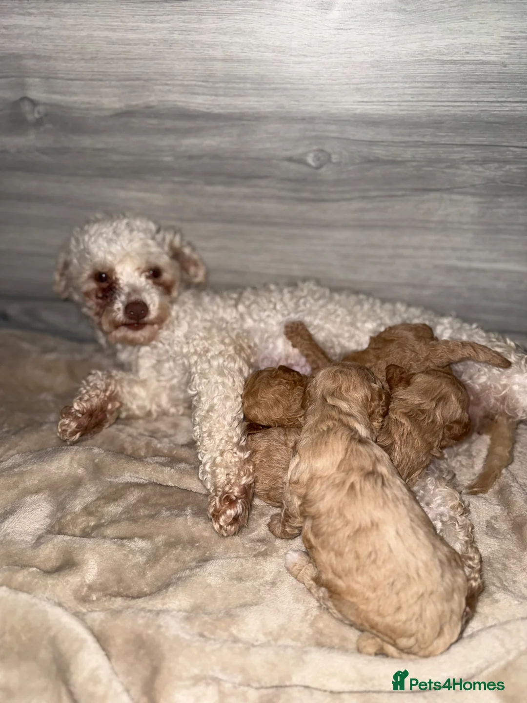 Poochon dogs for sale: Gorgeous poochons for sale  - Advert 2
