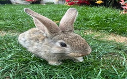 Continental Giant rabbits for sale: Pair of Continental Giant Rabbits  - Image 5