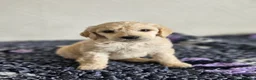 Standard Poodle dogs for sale: 💙Ready Now💙KC Registered Standard Poodle Boys 💙 - Advert 32