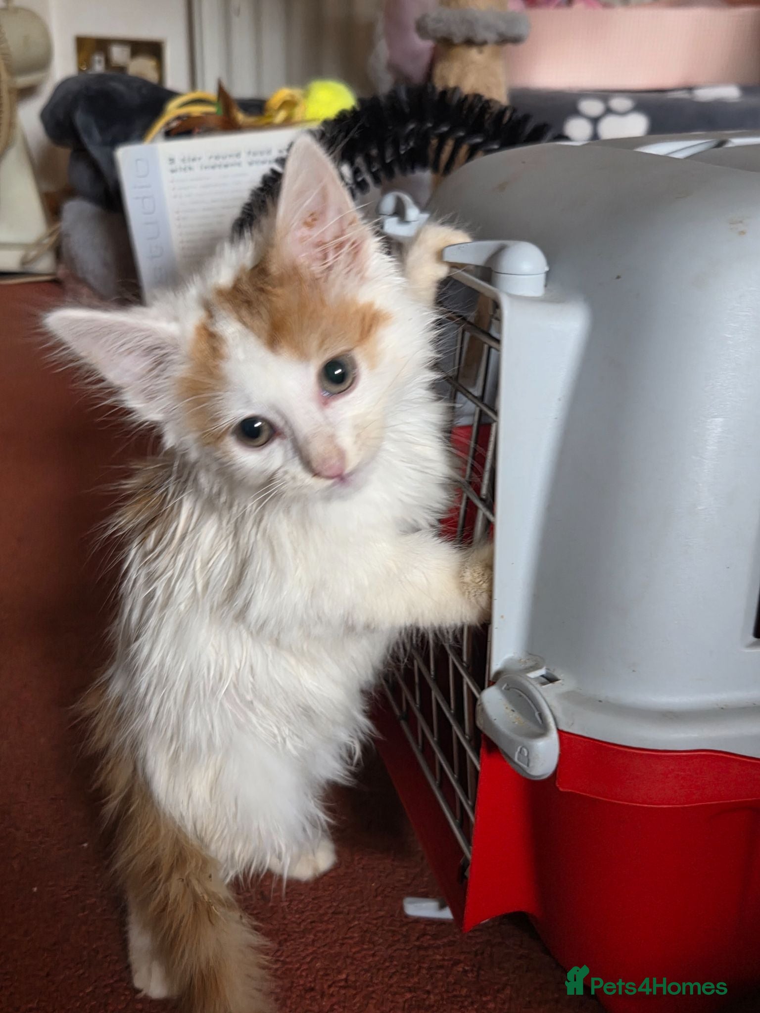 Mixed Breed cats Ron little ginger white male  - Advert 2