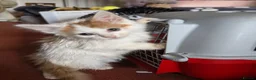 Mixed Breed cats for sale: Ron little ginger white male  in Telford - Advert 1