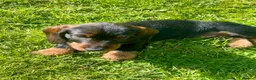 Dachshund dogs for sale: Kc registered Standard wire haired dachshund pups  - Advert 9