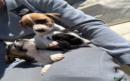 Jack Russell dogs for sale: Jack Russell’s one male and female available  - Image 7