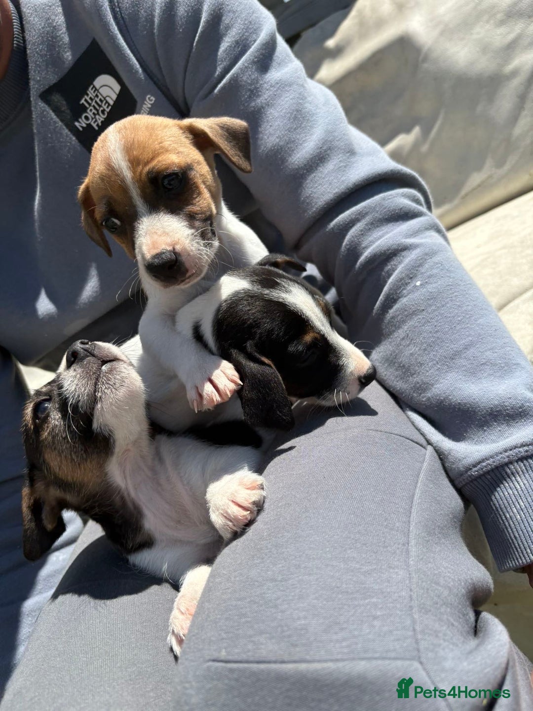 Jack Russell dogs for sale: Jack Russell’s one male and female available  - Image 7