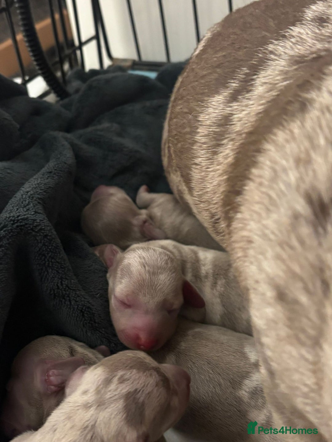 Dachshund dogs for sale: Gorgeous Litter - Isabella Dapple / Isabella Tan - Advert 4