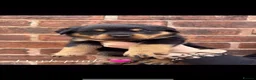 Rottweiler dogs for sale: Rottweiler puppies! - Advert 8