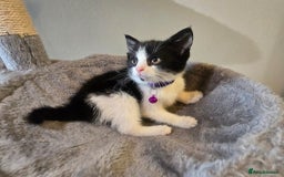 British Shorthair cats for sale: Bsh kitten  - Image 5