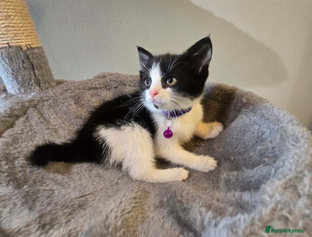 British Shorthair cats for sale: Bsh kitten  - Image 5