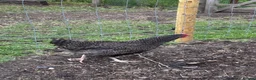 Chickens poultry for sale: Point of lay hens  silver sussex - Advert 4
