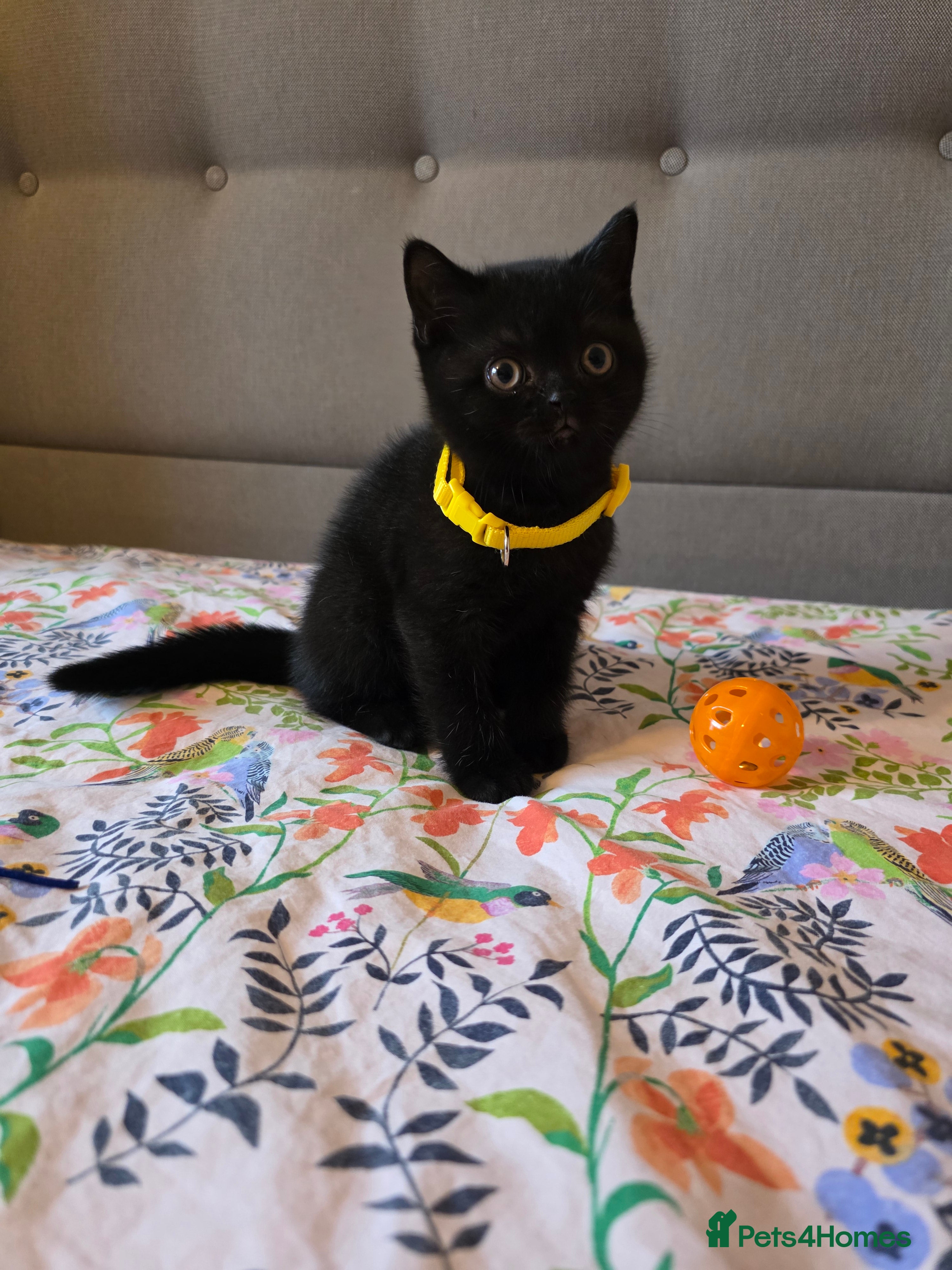 British Shorthair cats Ready to go British Shorthair kittens  - Advert 2