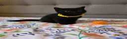 British Shorthair cats for sale: Ready to go British Shorthair kittens  - Advert 2