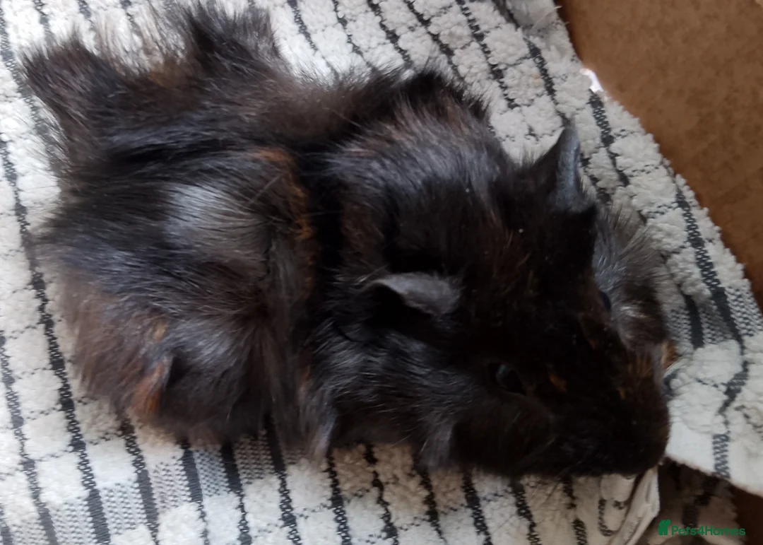Guinea Pig rodents for sale: 2 baby guinea boars looking for new homes - Advert 5