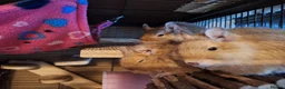 Degus rodents for sale: Trio of Sandy Female Degus - Advert 7