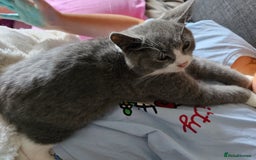 Mixed Breed cats for sale: Beautiful British Shorthair Cross  - Image 32