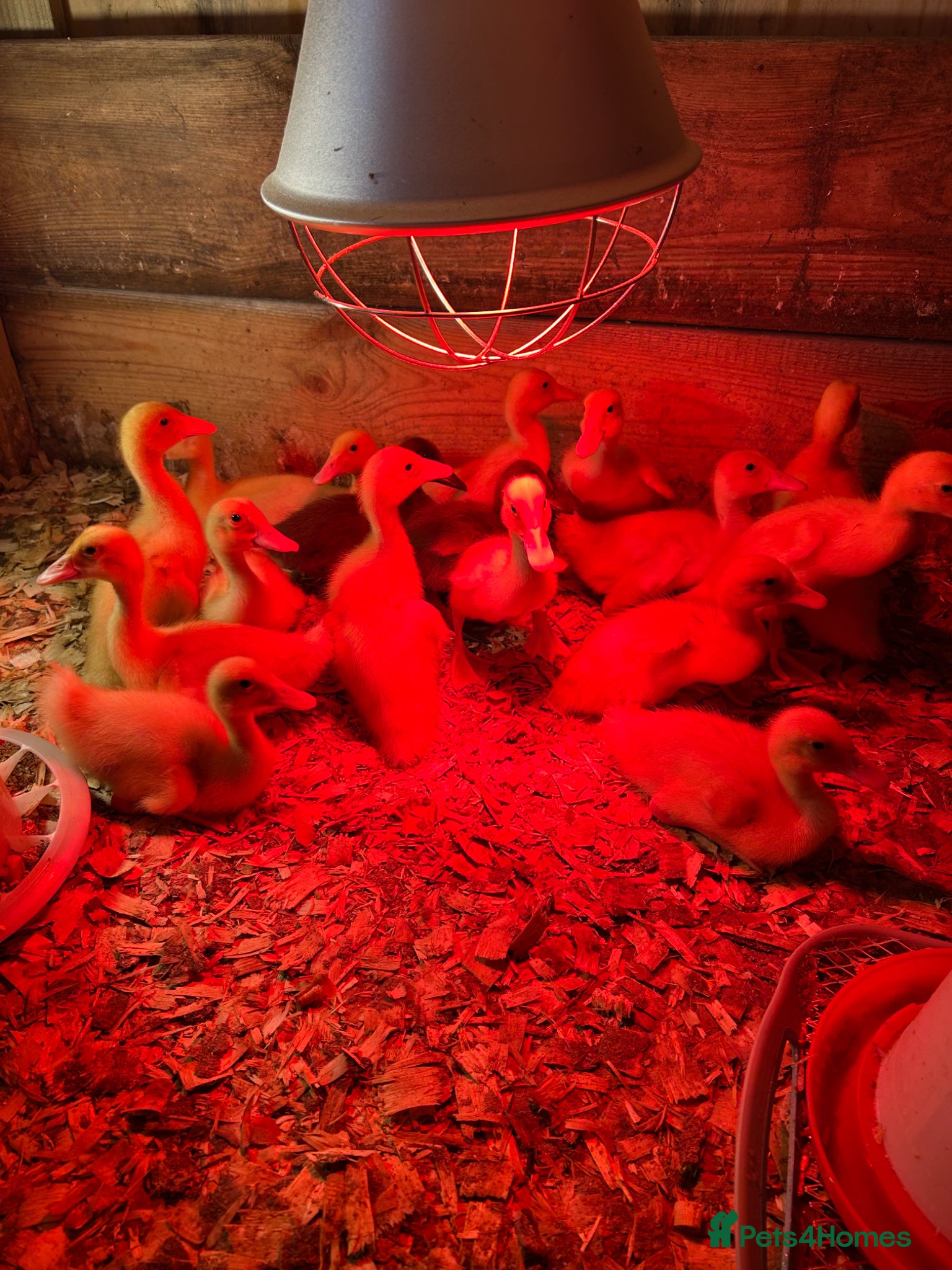 Ducks poultry White runners  week old strong ducklings  unsexed  - Advert 17