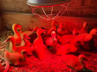 Ducks poultry White runners week old strong ducklings unsexed - Advert 17