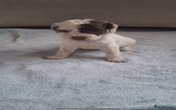 Cockapoo dogs for sale: Beautiful f1 cocker poo - Image 5