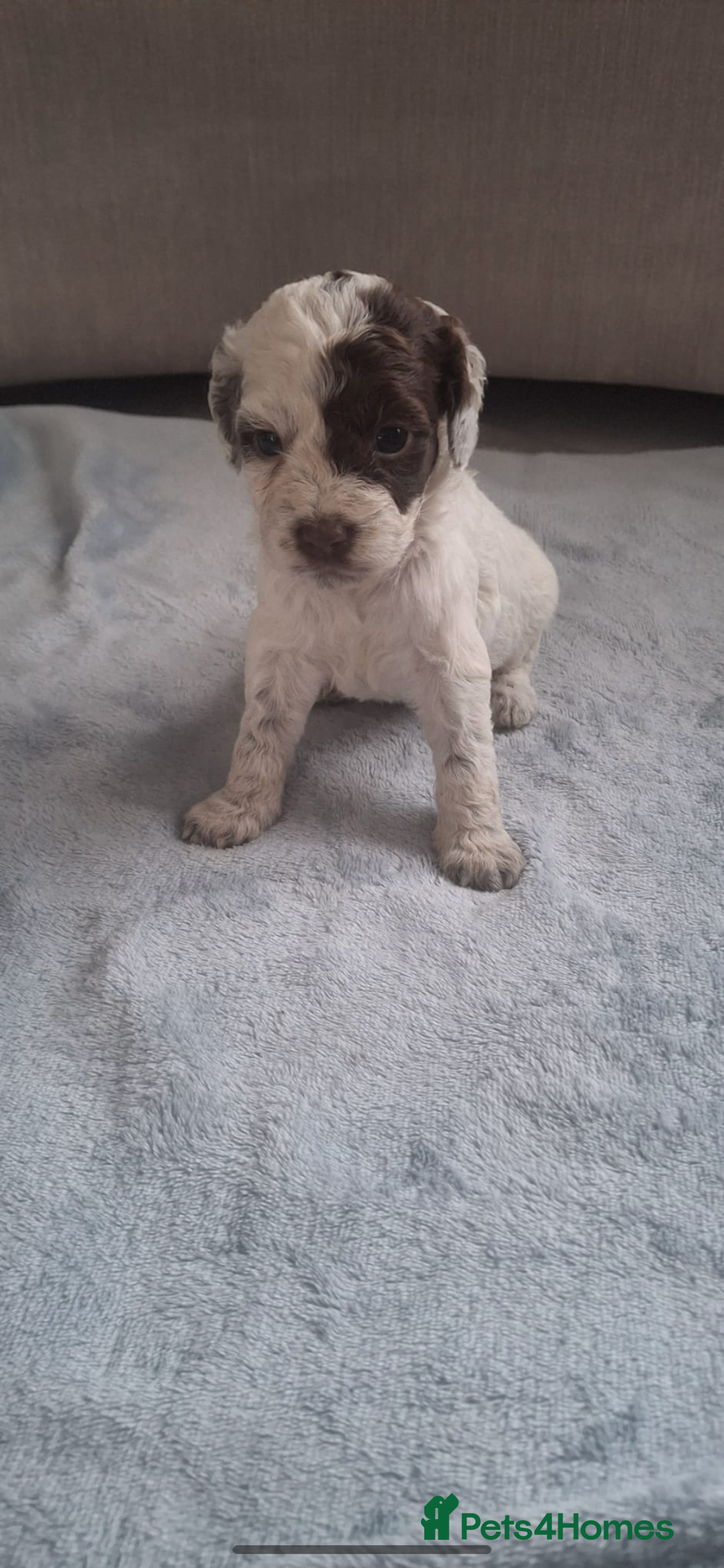 Cockapoo dogs for sale: Beautiful f1 cocker poo - Image 5