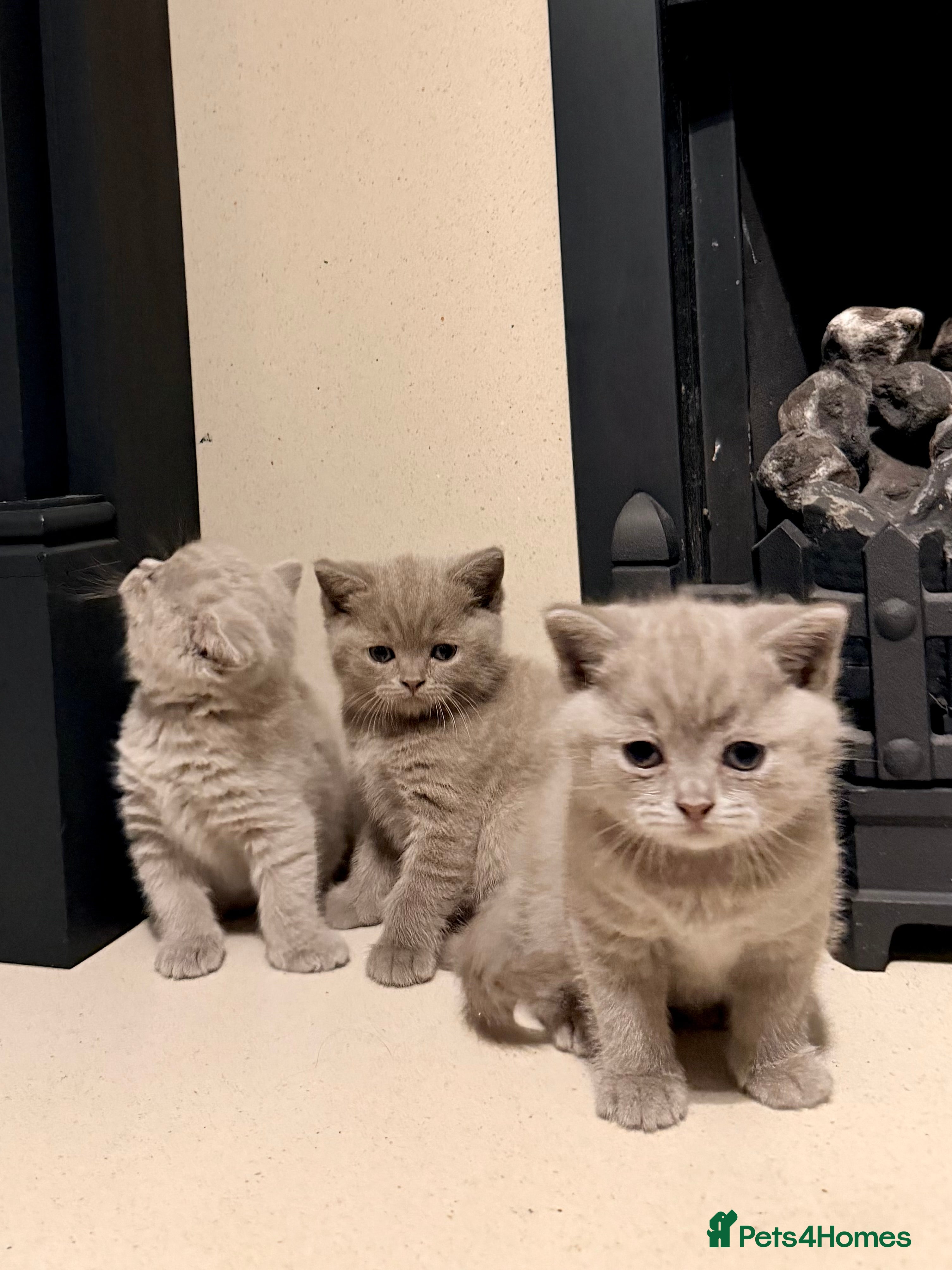 British Shorthair cats 🐾British shorthair kittens for sale!🐾 - Advert 2