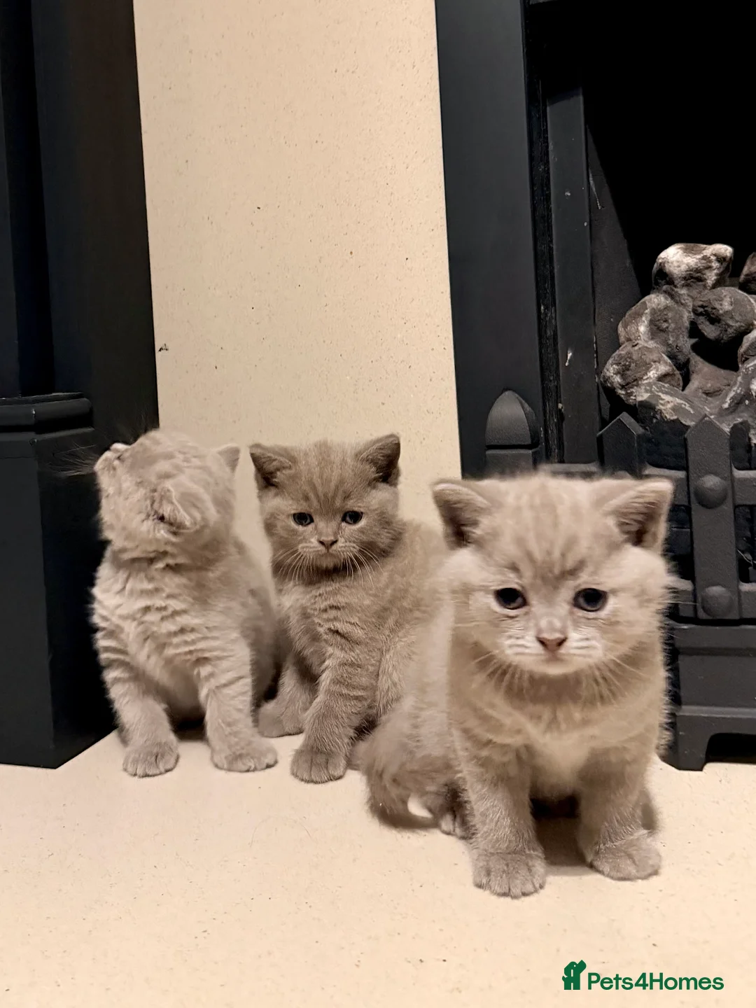 British Shorthair cats for sale: 🐾British shorthair kittens for sale!🐾 - Advert 1