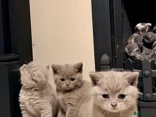 British Shorthair cats 🐾British shorthair kittens for sale!🐾 - Advert 2