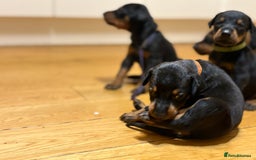 Dobermann dogs for sale: KC Registered Champion-lines Dobermans - Image 13