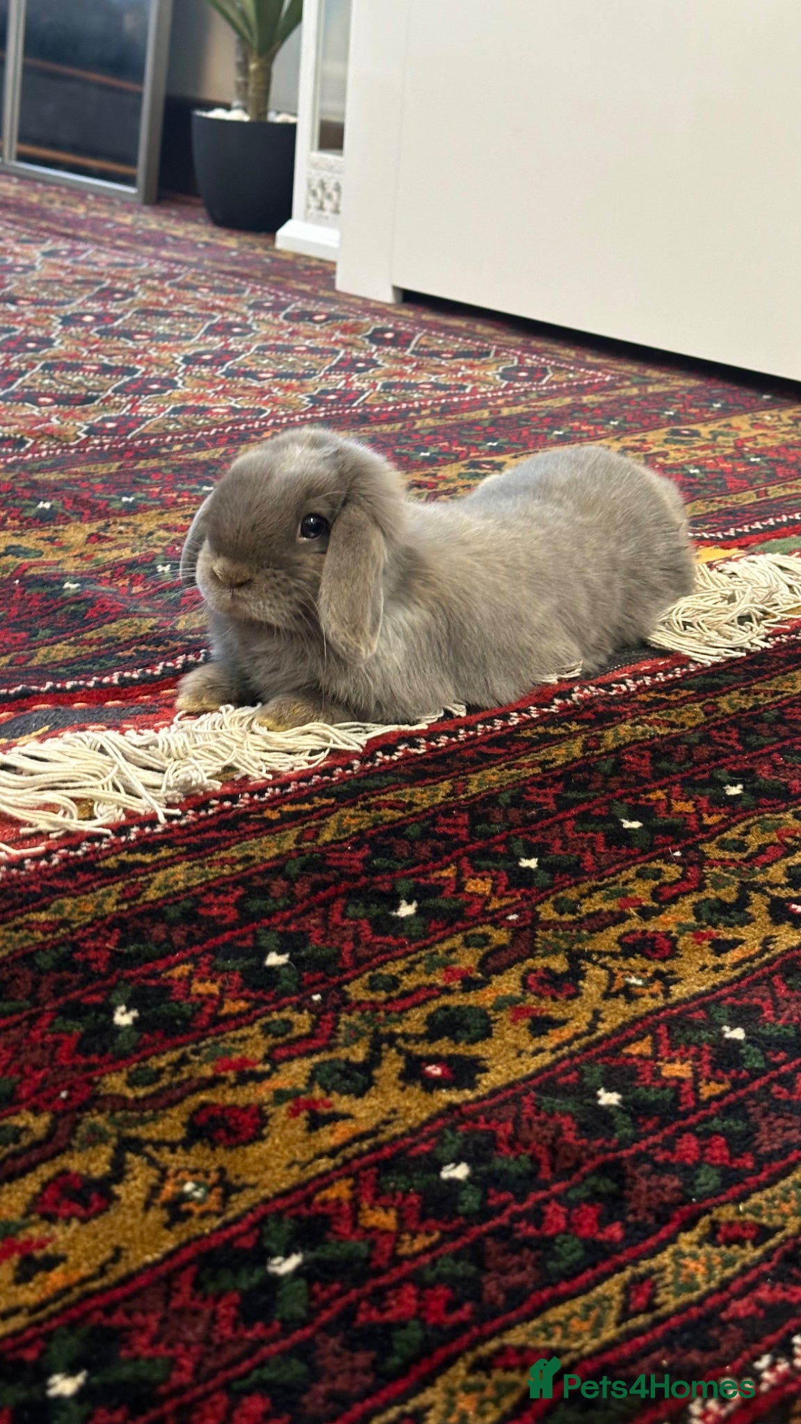 Mini Lop rabbits Mini lop bunny for sale - Advert 1
