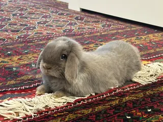 Mini Lop rabbits Mini lop bunny for sale - Advert 1