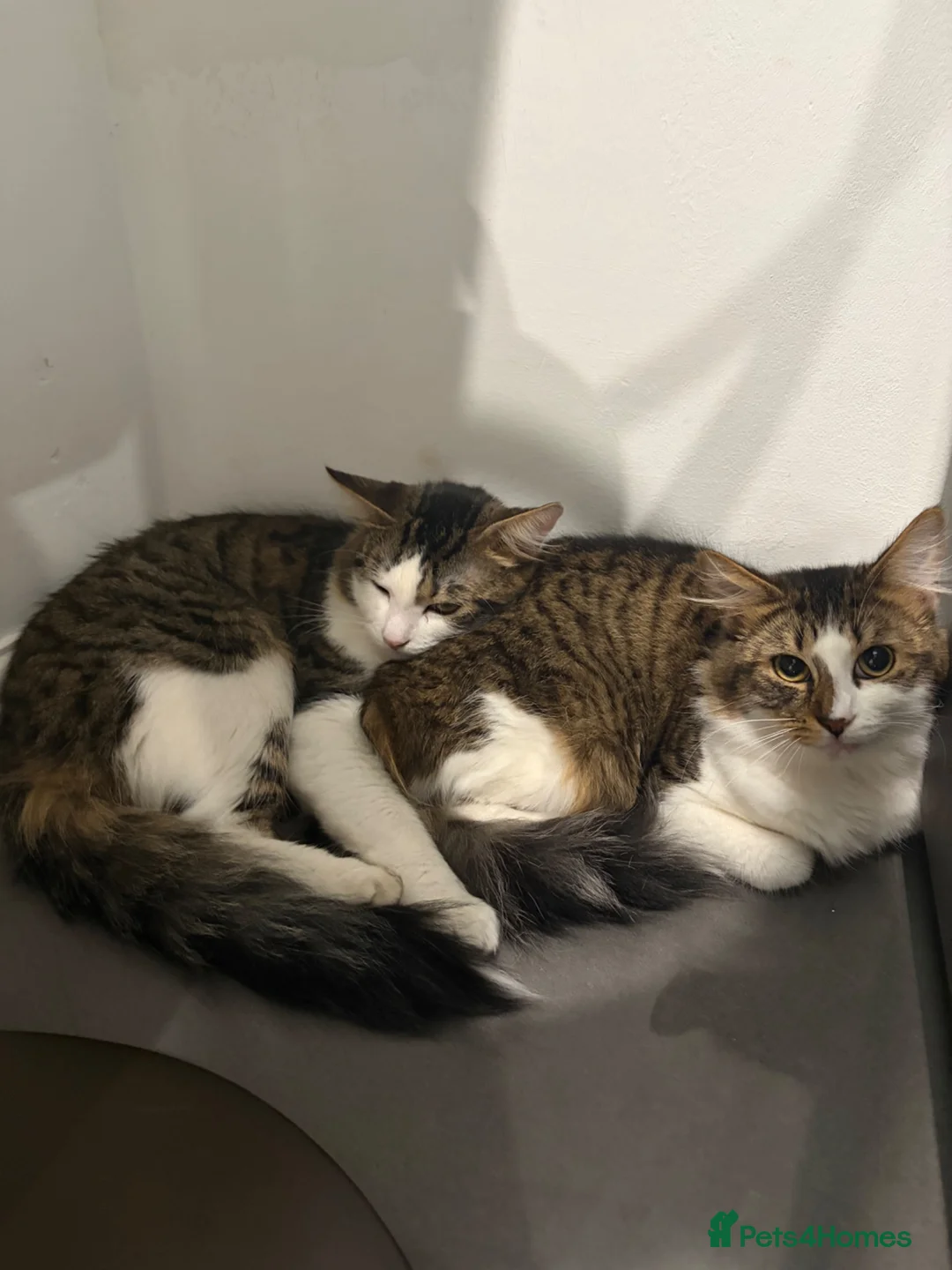 Mixed Breed cats for sale: 2 boys aged around 1 year  - Advert 1