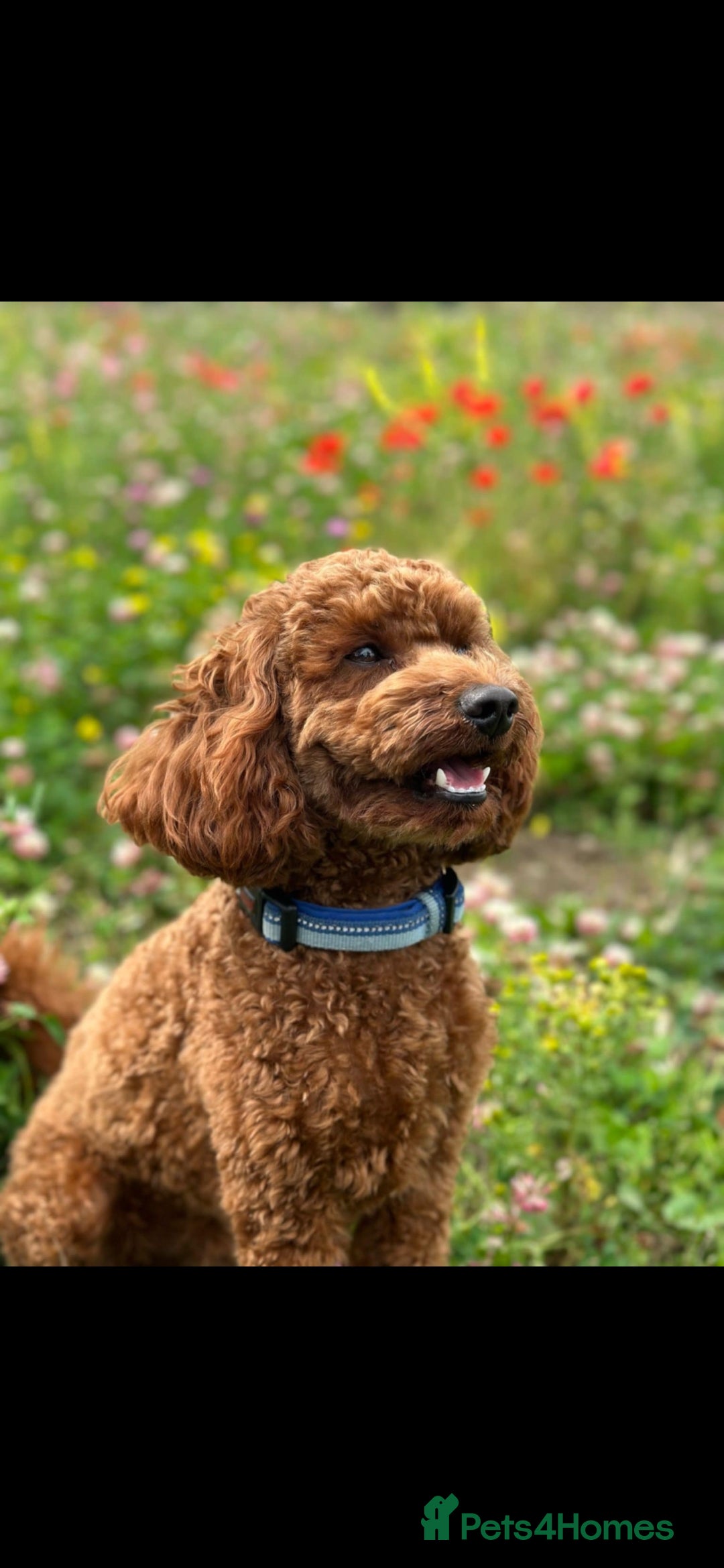 Cockapoo dogs for sale: Stunning cockpooa in Dagenham - Image 5