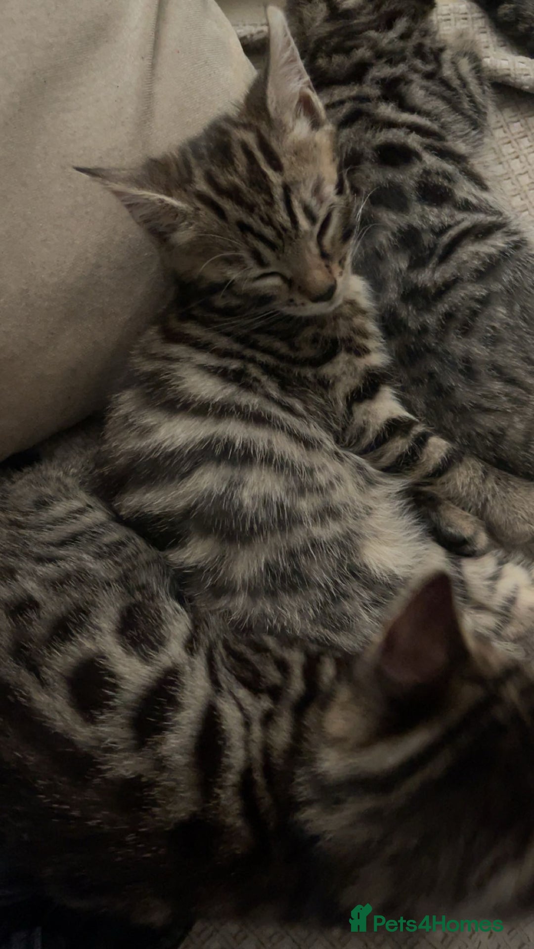 Mixed Breed cats for sale: Beautiful Bengal x Black Tabby Kittens - Advert 3