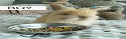 Angora rabbits for sale: English Angora Full Face - Advert 2