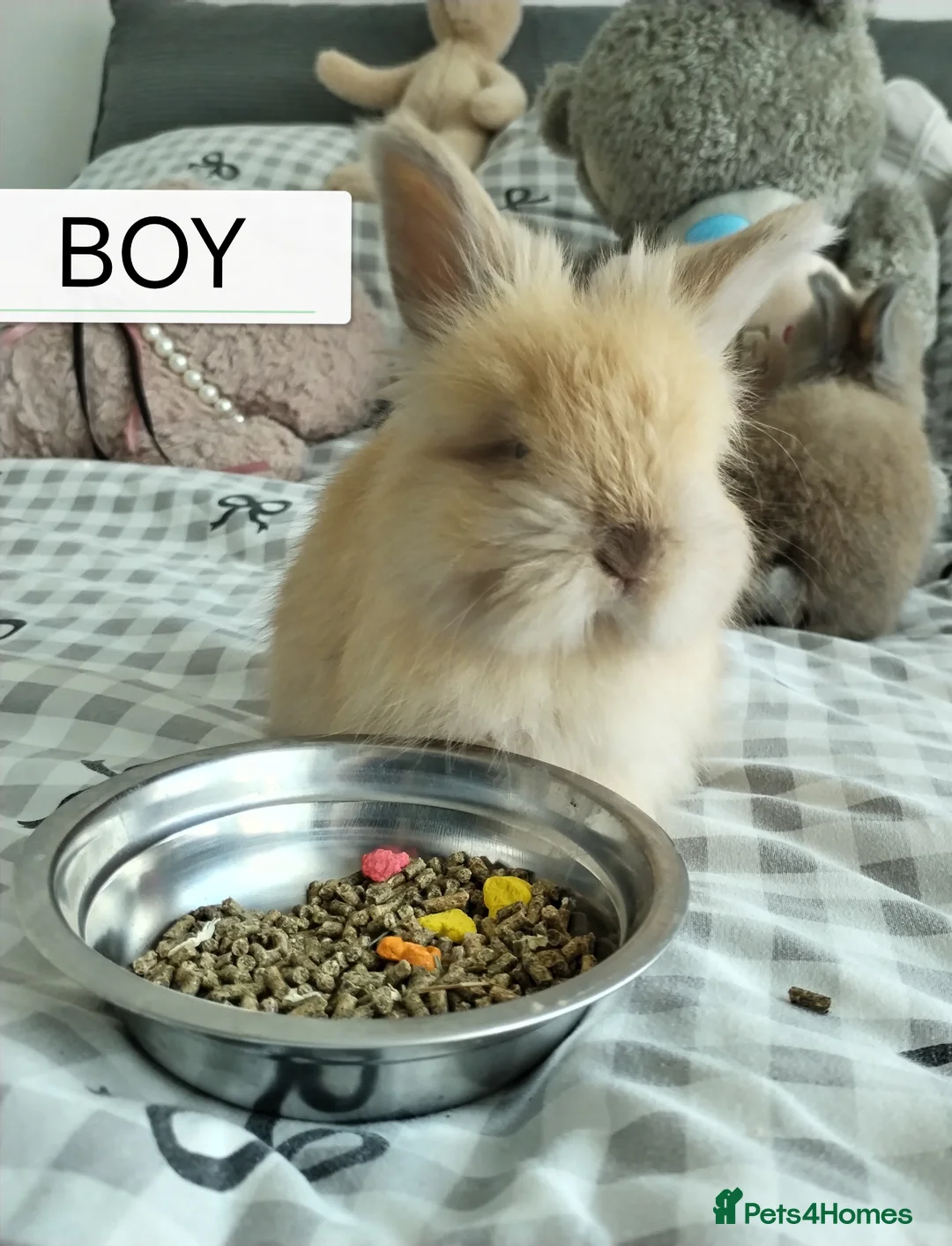 Angora rabbits for sale: English Angora Full Face - Advert 2
