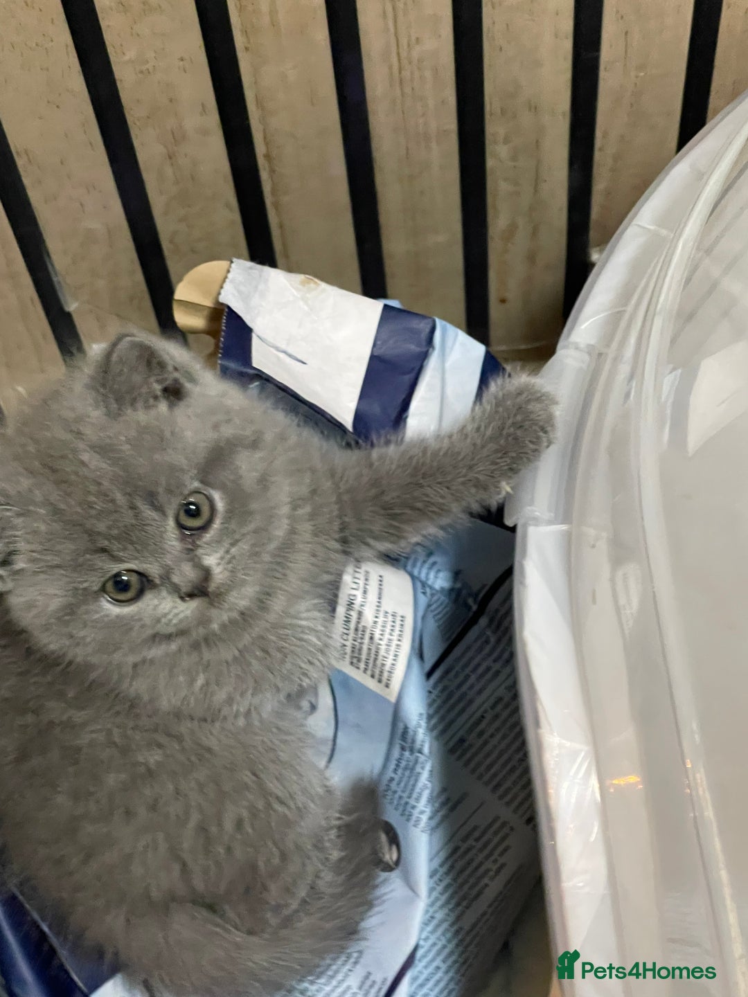 British Shorthair cats for sale: GCCF British Shorthair Pedigree Kittens - London  - Image 3