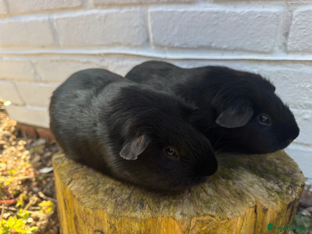 Guinea Pig rodents for sale: Pair of super sweet & friendly boars! - Advert 5