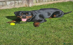 Rottweiler dogs for sale: Rottweiler  - Image 9