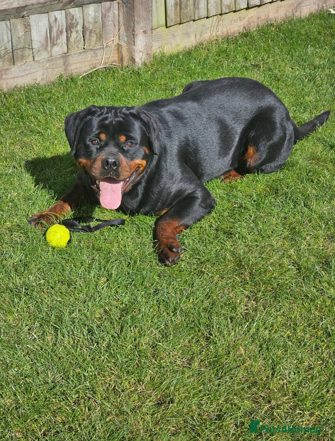 Rottweiler dogs for sale: Rottweiler  - Image 9