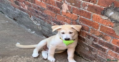 Huskita dogs - Advert 8