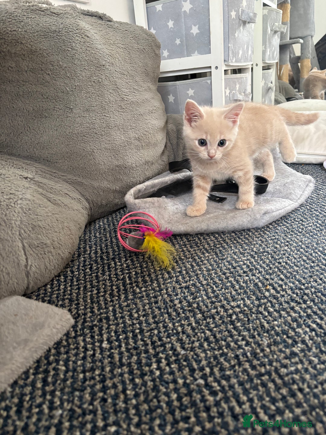 Mixed Breed cats for sale: Gorgeous 9 week old kittens  - Advert 4