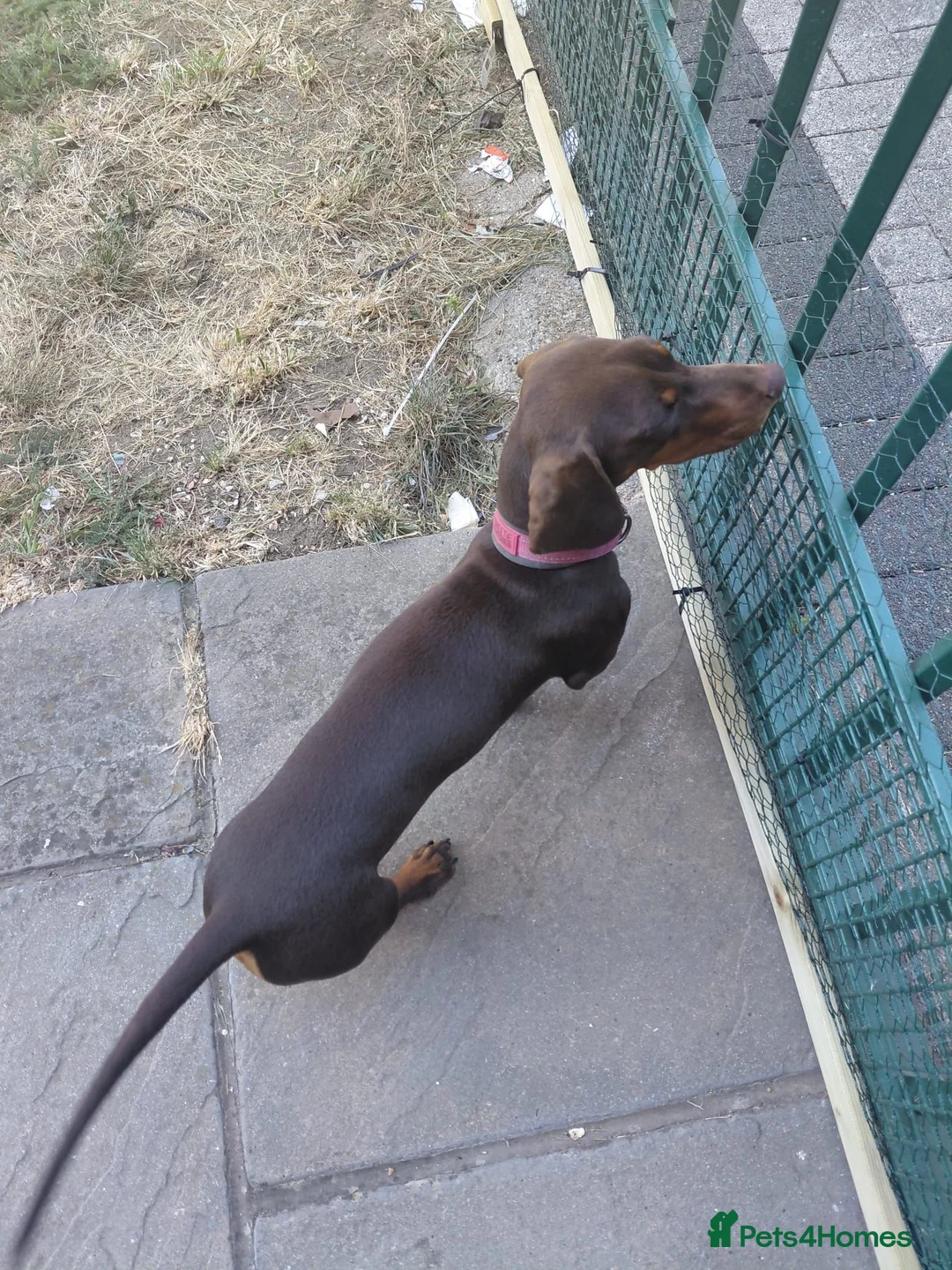 Dachshund dogs for sale: Chocolate dachshund puppy for sale in London - Advert 13