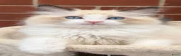 Ragdoll cats for sale: Stunning GCCF reg kittens available to 5* homes.  - Advert 20