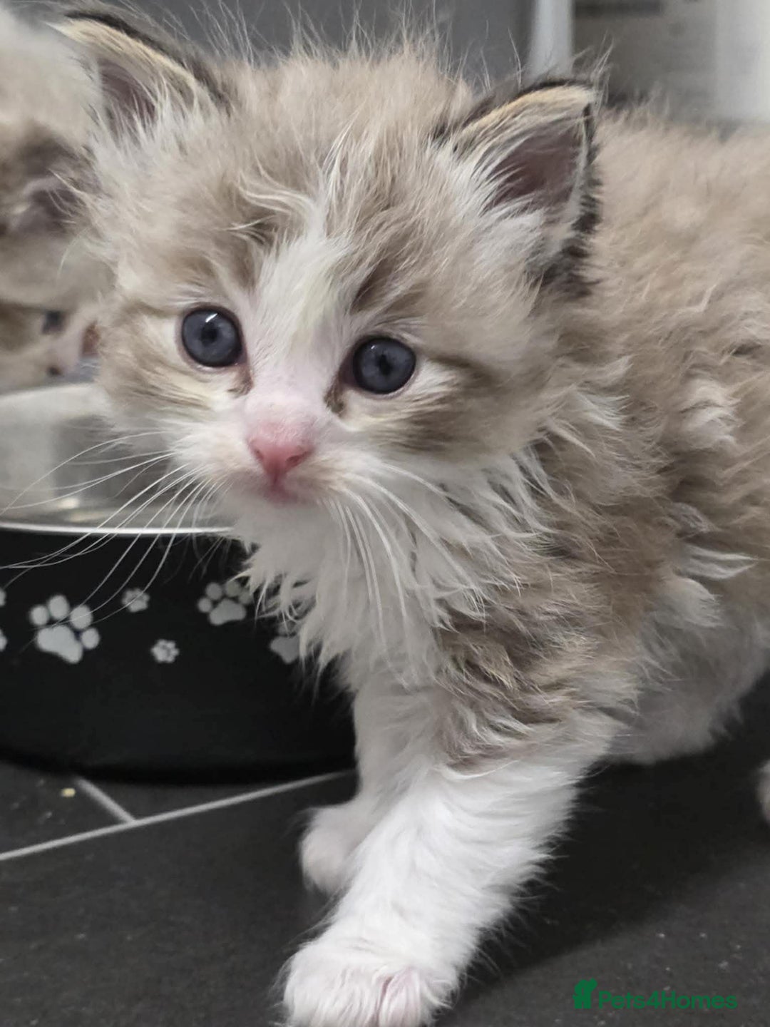 Ragdoll cats for sale: 4 Male Ragdoll Kittens  - Advert 14