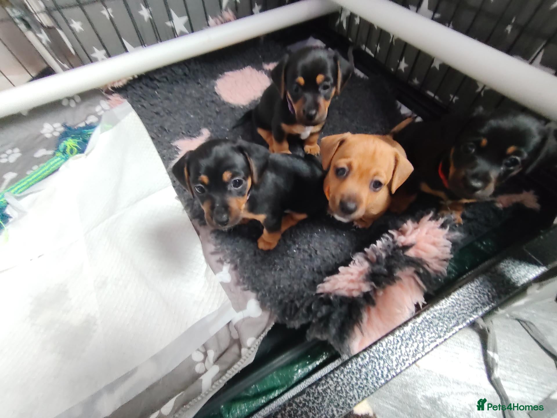 Jackshund dogs Jack Russell x miniature dachshund - Advert 1