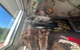 Turkish Angora cats for sale: lovely male cat needs his forever home - Advert 3