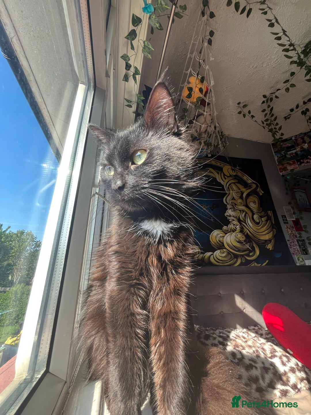 Turkish Angora cats for sale: lovely male cat needs his forever home - Advert 3