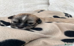 Lhasa Apso dogs for sale: Beautiful Lhasa apso puppies 🐶  - Image 9