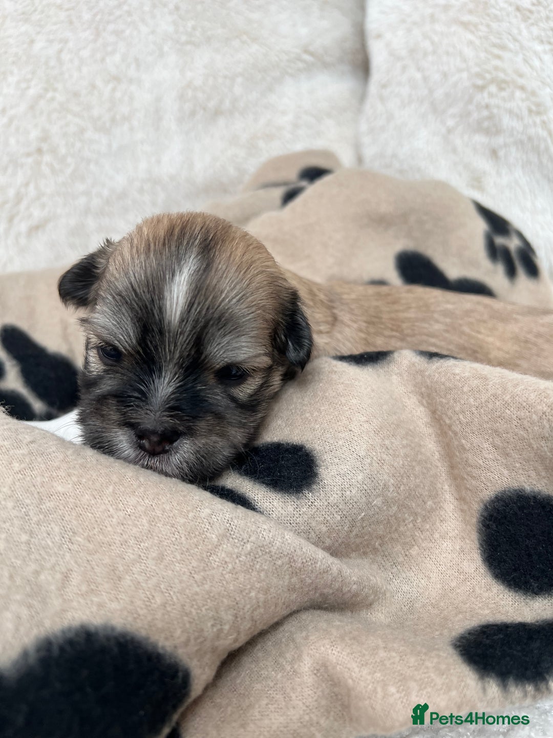 Lhasa Apso dogs for sale: Beautiful Lhasa apso puppies 🐶  - Image 9