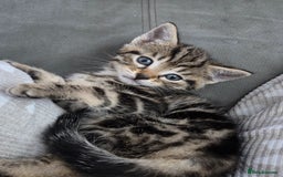 British Shorthair cats for sale: 4 beautiful kittens  - Image 10