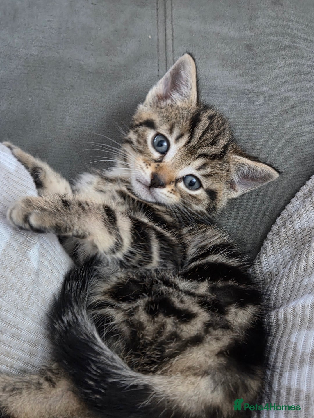 British Shorthair cats for sale: 4 beautiful kittens  - Image 10